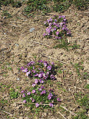 pansy mulched